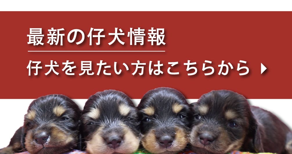 仔犬情報ページタグ