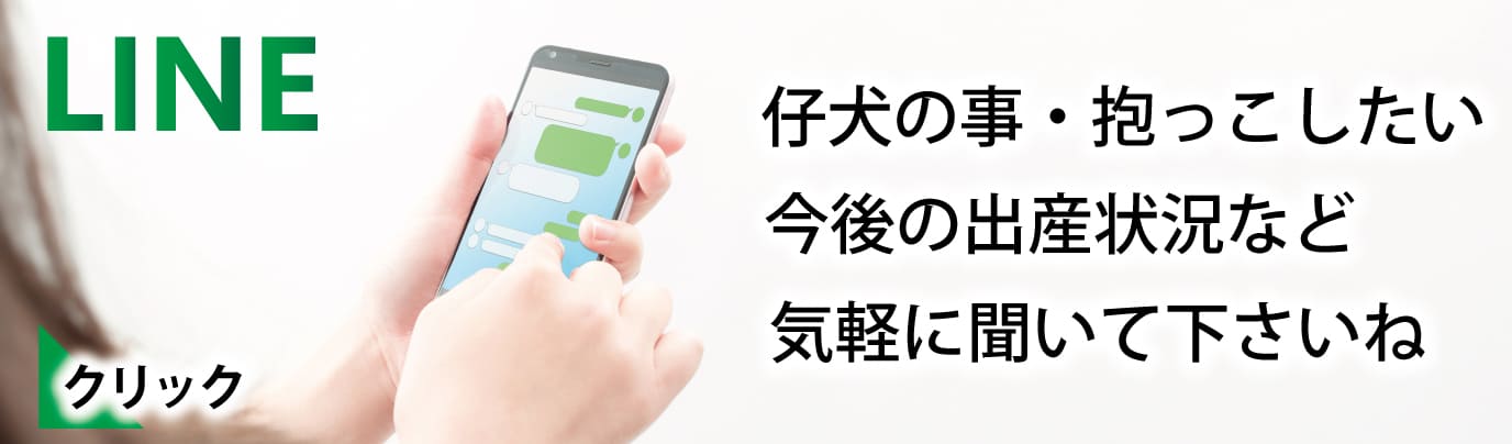 リンカーン仔犬販売の特徴